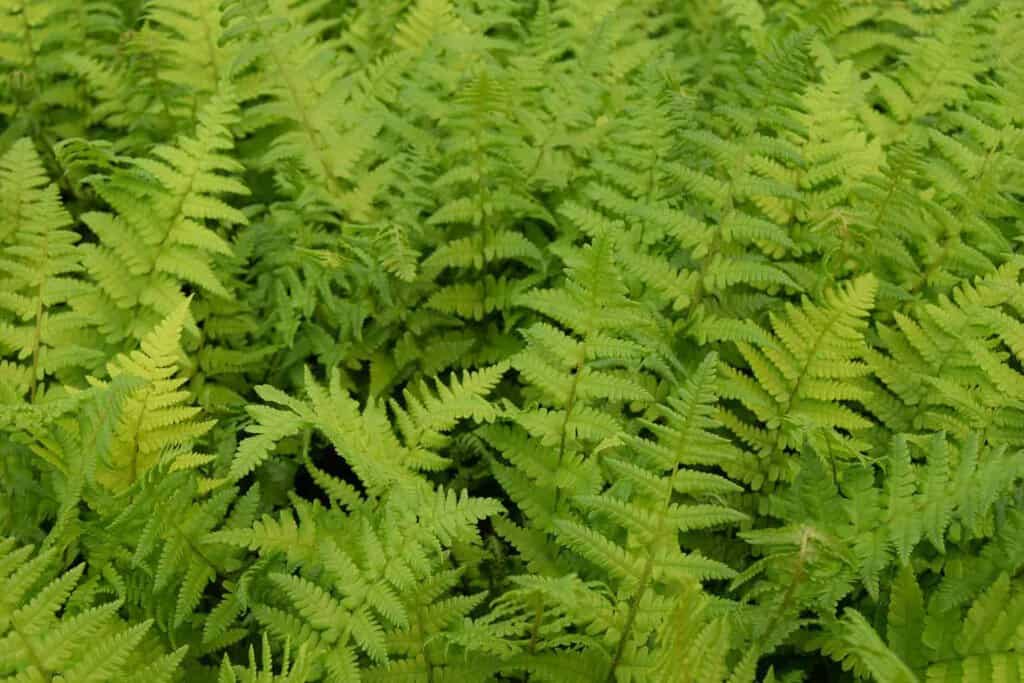 Dryopteris filix-mas ---